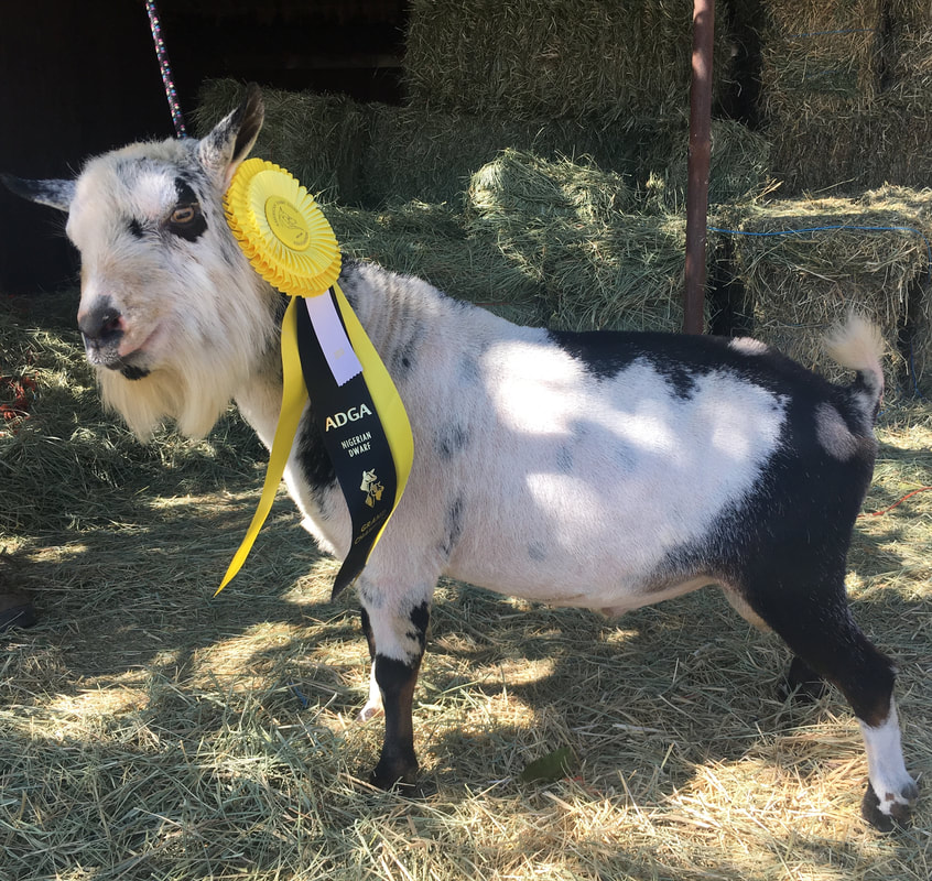Nigerian dwarf goats for sale in CA