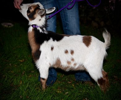 nigerian dwarf goats for sale in California
