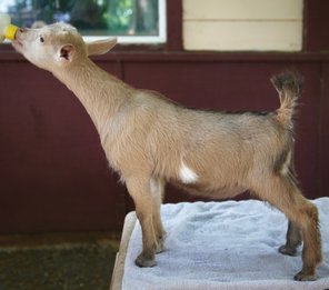 Nigerian dwarf goats for sale in California