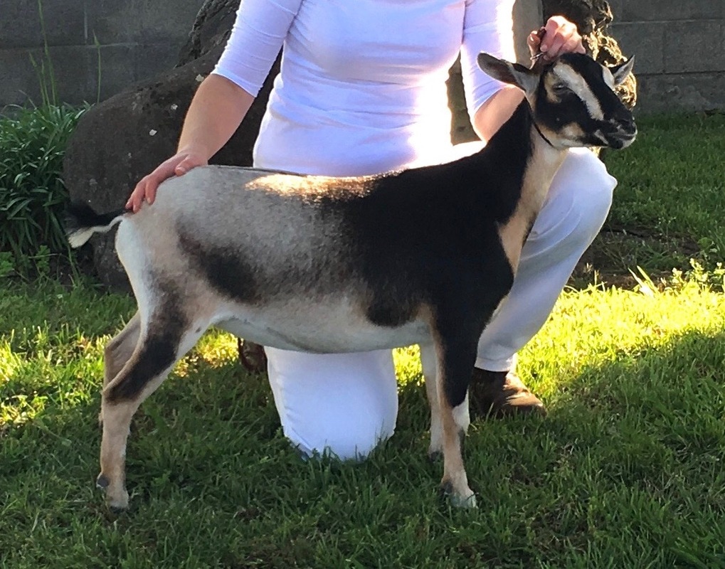 Nigerian dwarf goats for sale in california