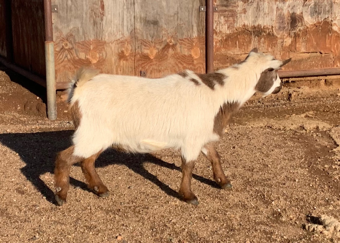 Nigerian dwarf goats California