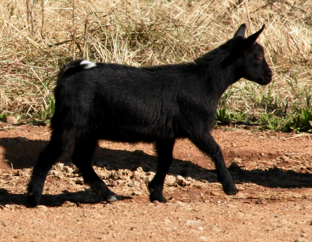 Nigerian dwarf goats california