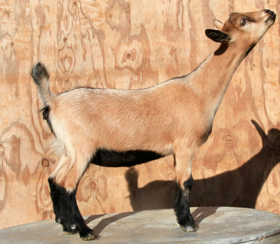 nigerian dwarf goat breeder california