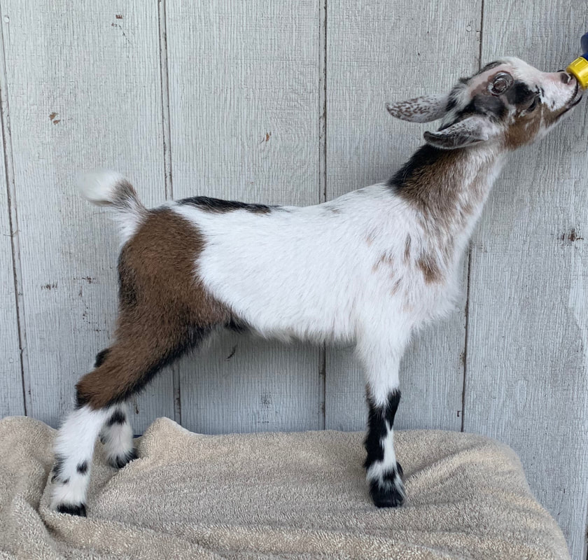 pet nigerian dwarf goat