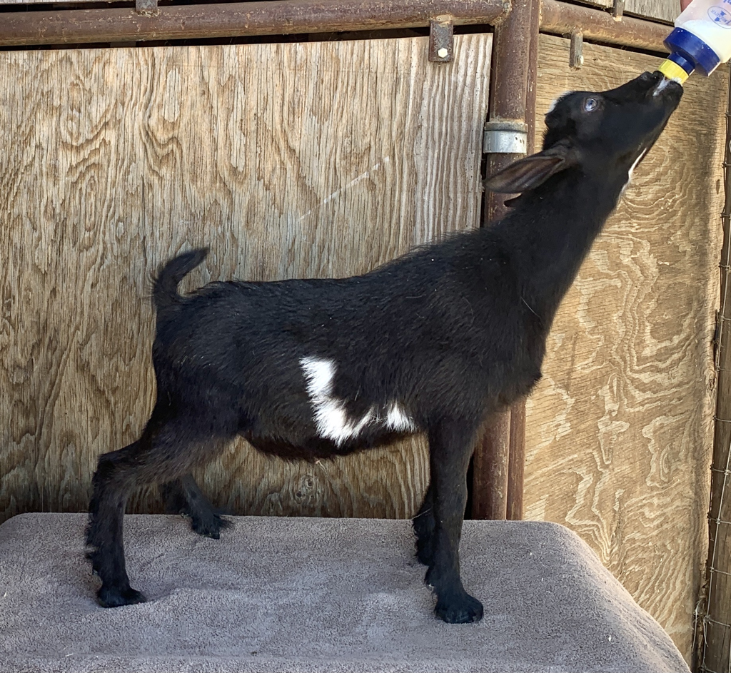 polled goats