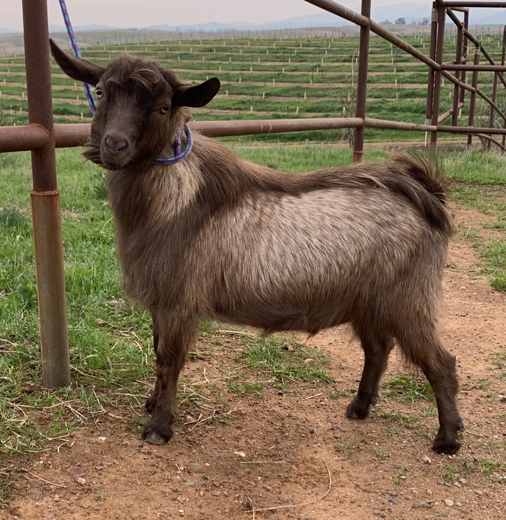 Elite nigerian dwarf goat