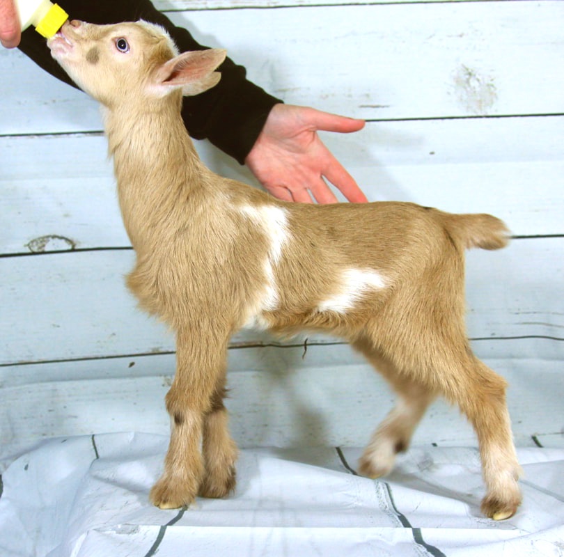 nigerian dwarf goat breeder california