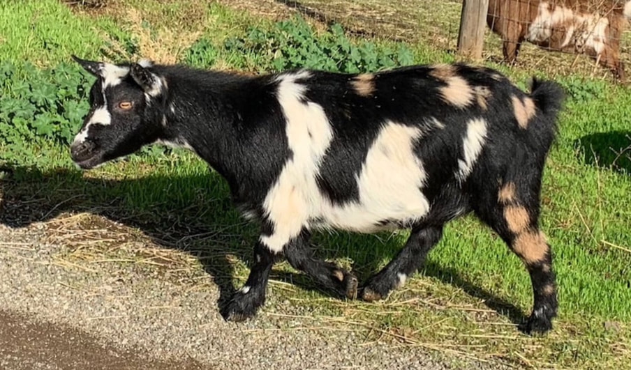 moonspotted nigerian dwarf goats