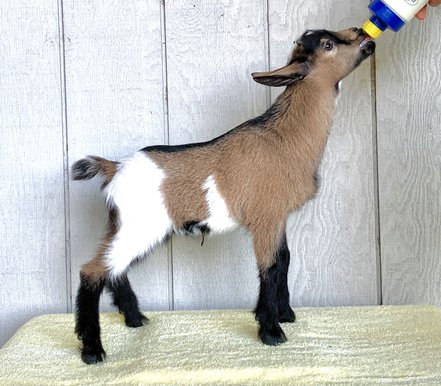 Nigerian dwarf goat buck